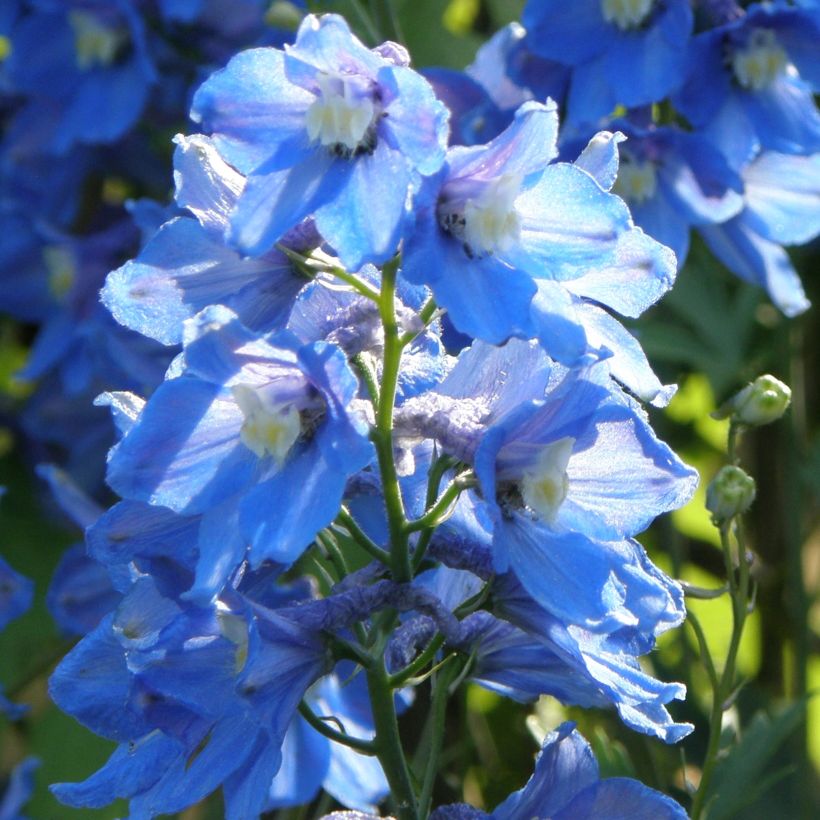 Delphinium belladona Piccolo - Speronella (Porto)