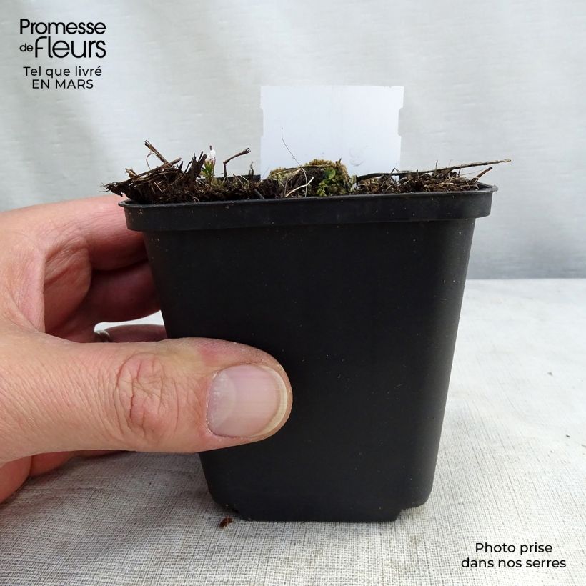 Delphinium belladona Piccolo - Speronella Vasetto da 8/9 cm esemplare consegnato in primavera