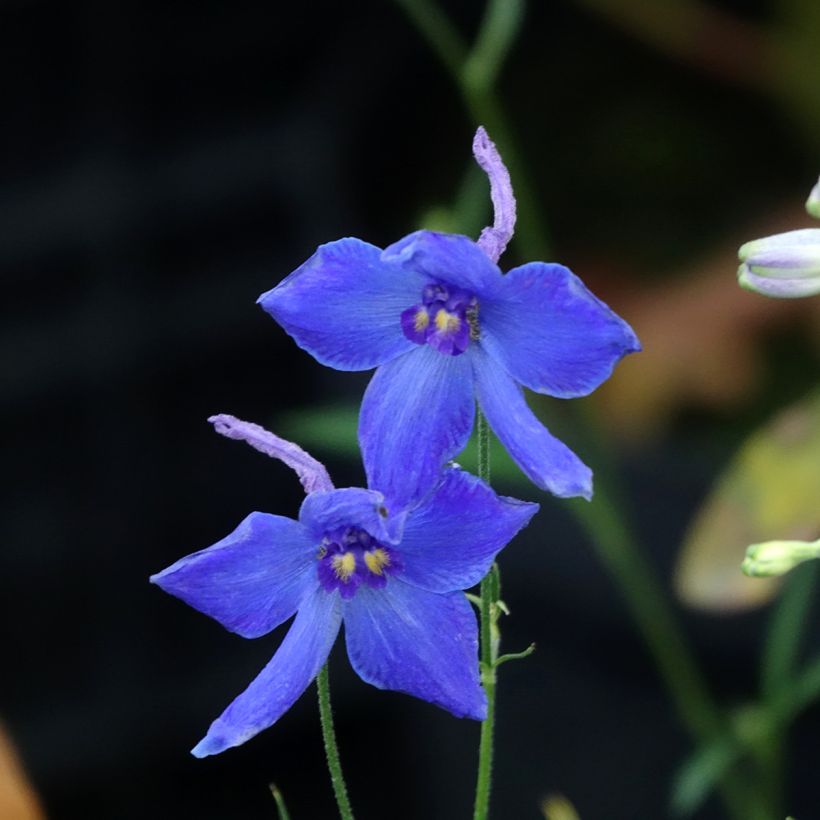 Delphinium belladonna Völkerfrieden - Speronella (Fioritura)