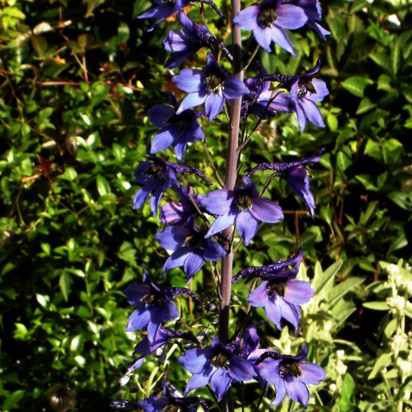 Delphinium belladonna Völkerfrieden - Speronella (Plant habit)