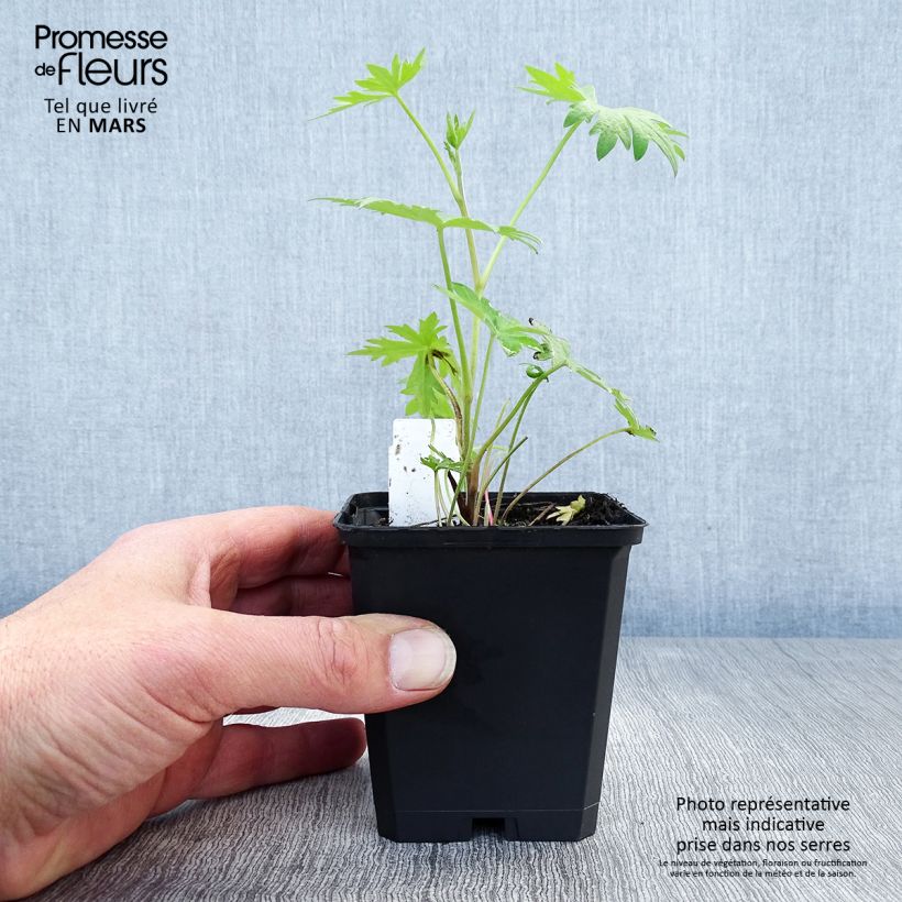 Example of Delphinium belladonna Völkerfrieden - Speronella Vasetto da 8/9 cm as you get in printemps