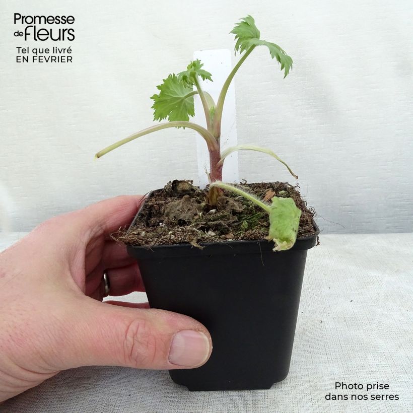 Delphinium elatum Double Innocence - Speronella elevata Vasetto da 8/9 cm esemplare consegnato in inverno