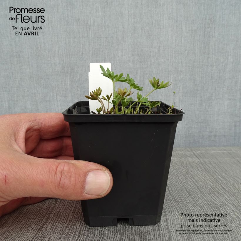 Delphinium grandiflorum Blauer Zwerg - Speronella Vasetto da 8/9 cm esemplare consegnato in primavera