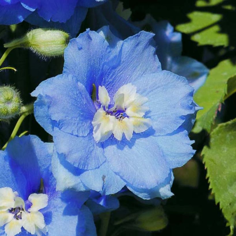Delphinium Pacific-hybrid Summer Skies - Speronella (Flowering)
