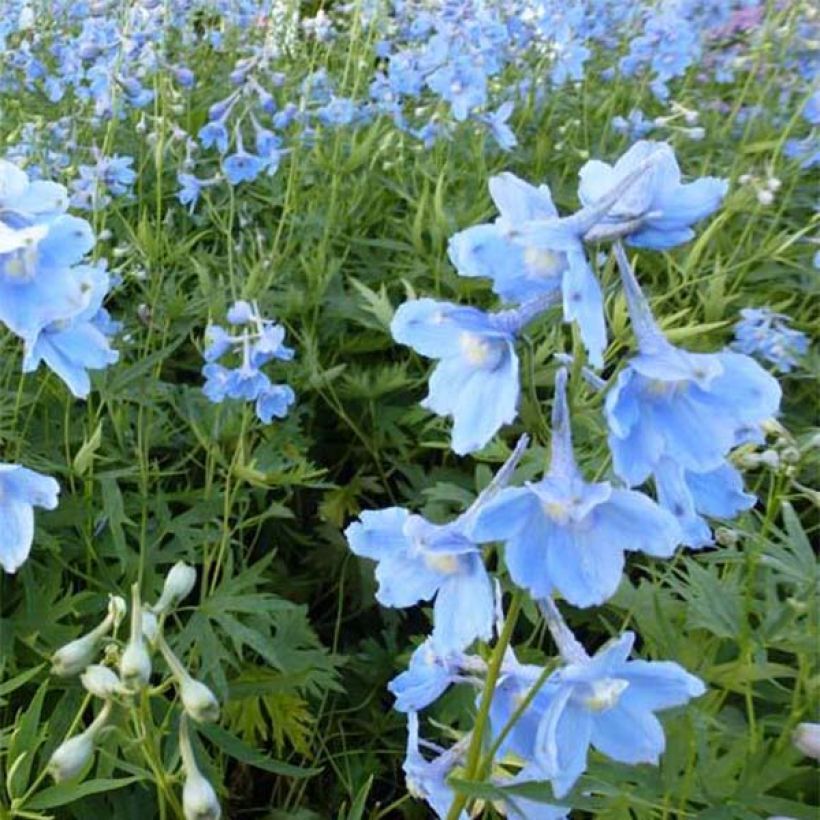 Delphinium belladona Cliveden Beauty - Speronella (Flowering)