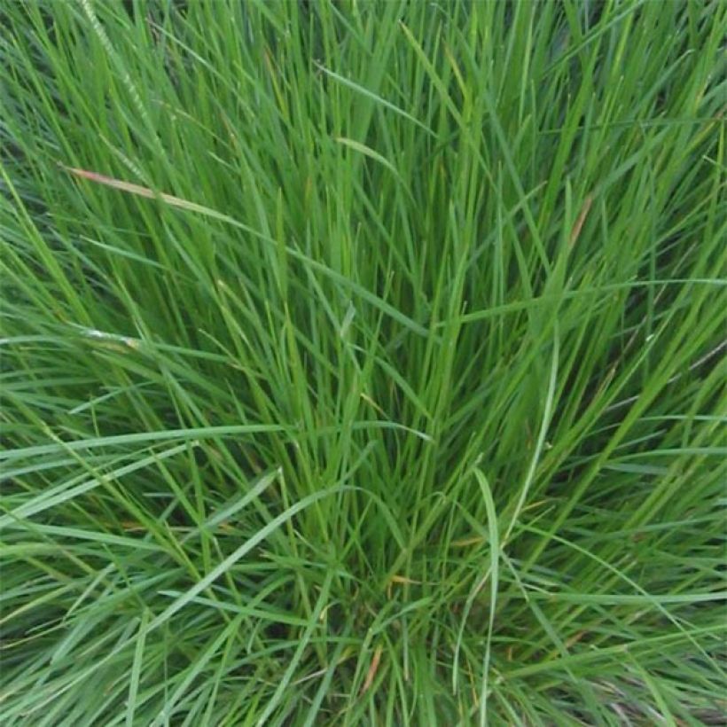 Deschampsia caespitosa Bronzeschleier (Foliage)