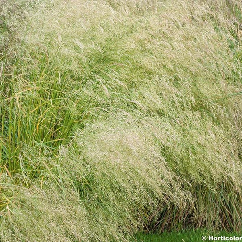 Deschampsia caespitosa Bronzeschleier (Flowering)