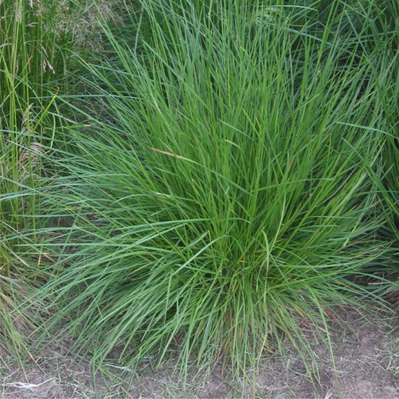 Deschampsia caespitosa Bronzeschleier (Plant habit)