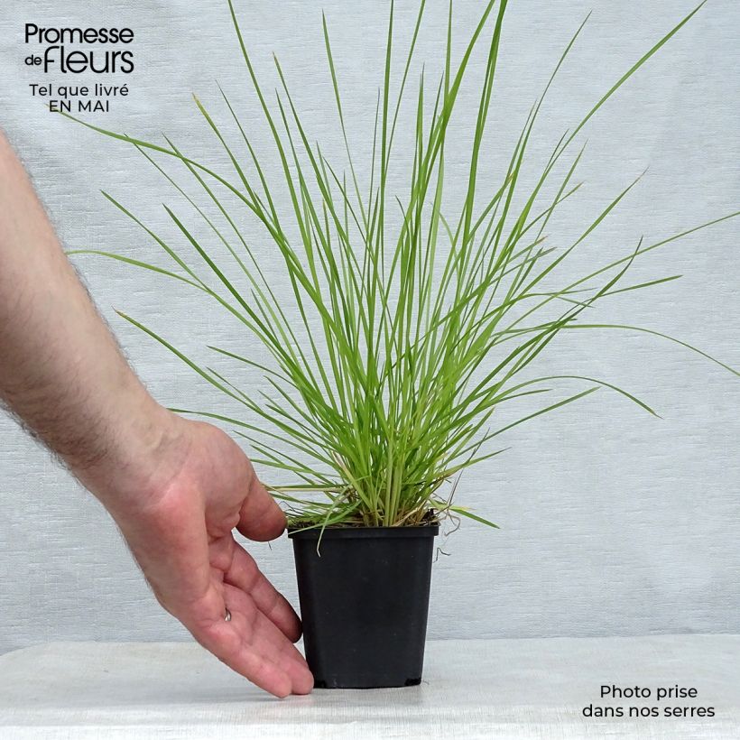 Example of Deschampsia caespitosa Bronzeschleier Vasetto da 8/9 cm as you get in printemps