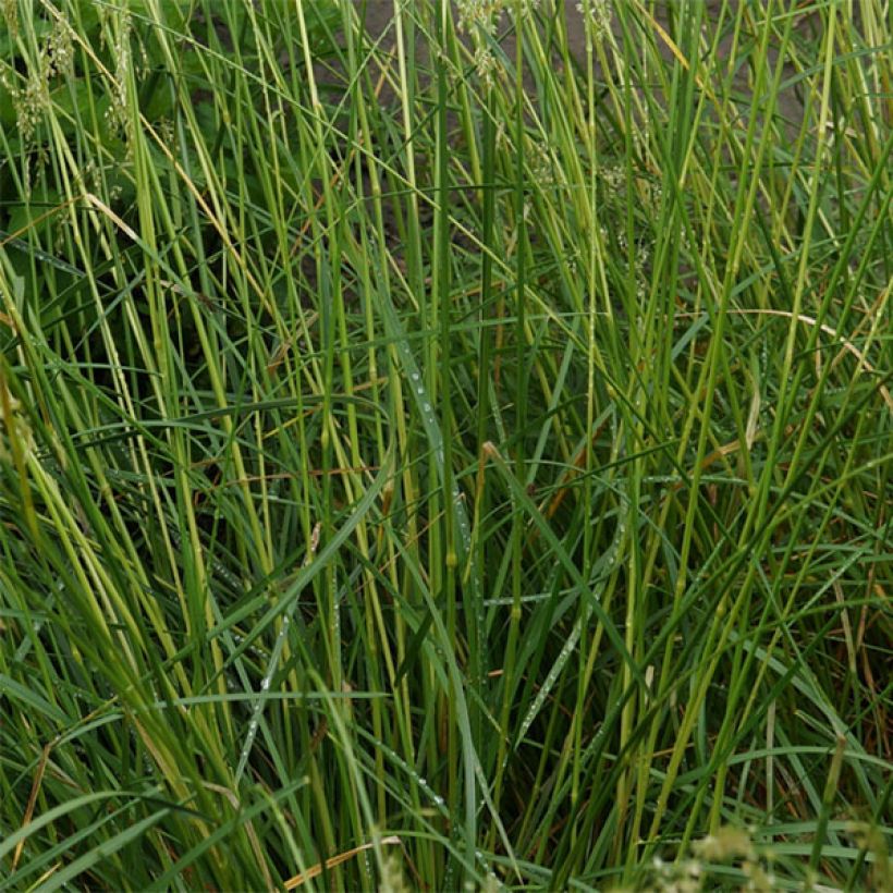 Deschampsia caespitosa Goldschleier (Fogliame)
