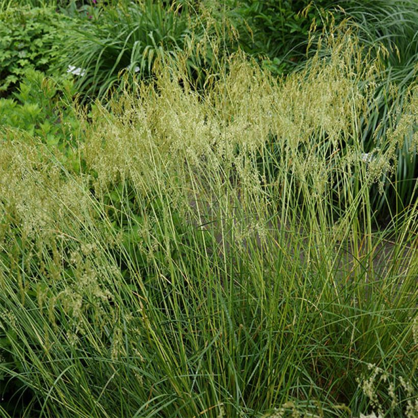 Deschampsia caespitosa Goldschleier (Porto)