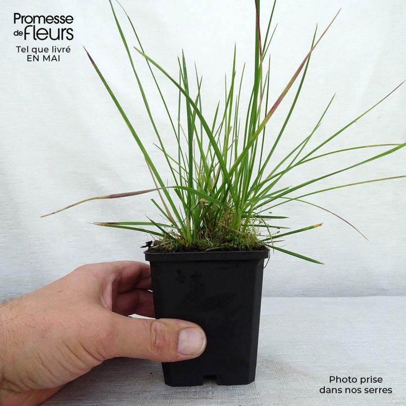 Example of Deschampsia caespitosa Palava Vasetto da 8/9 cm as you get in printemps