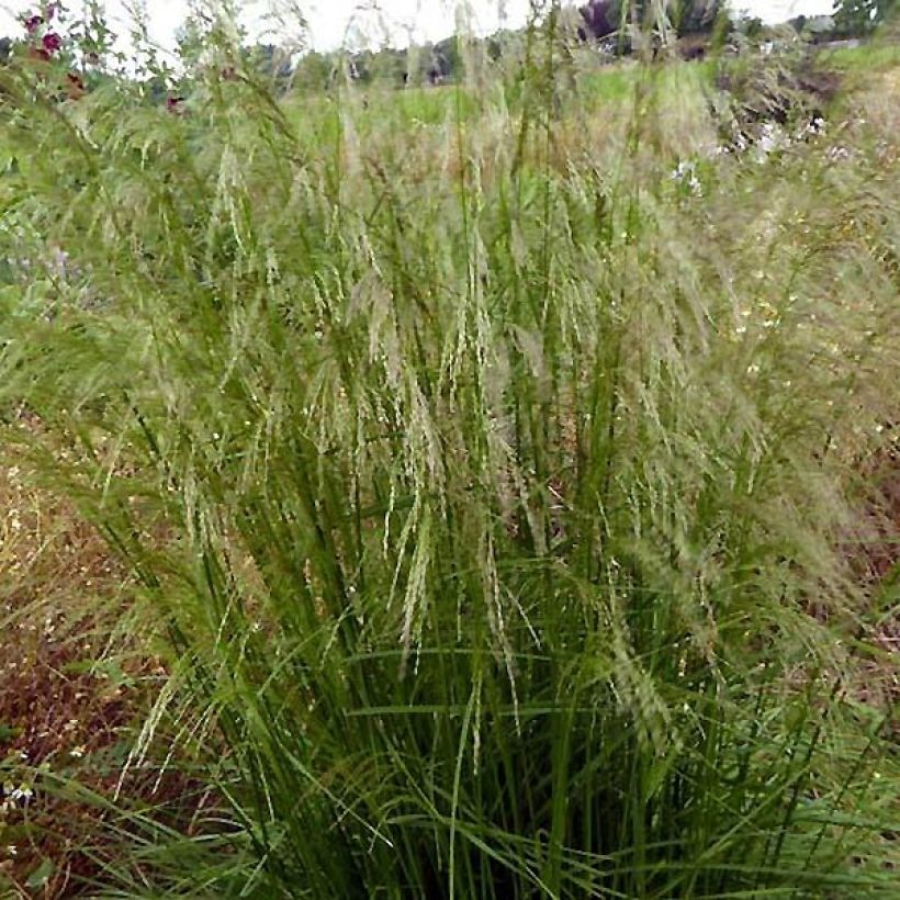 Deschampsia caespitosa Tauträger (Plant habit)