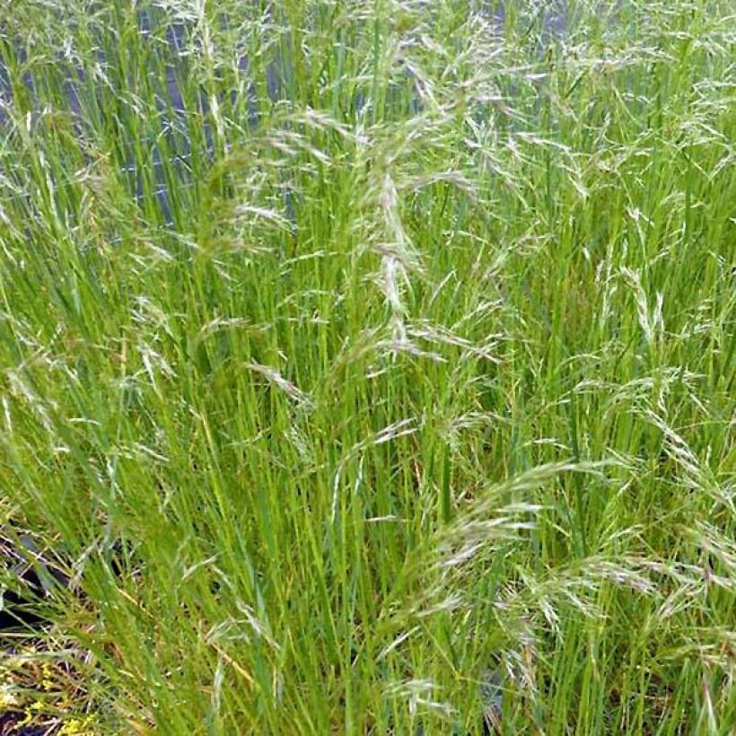 Deschampsia caespitosa Vivipara (Plant habit)