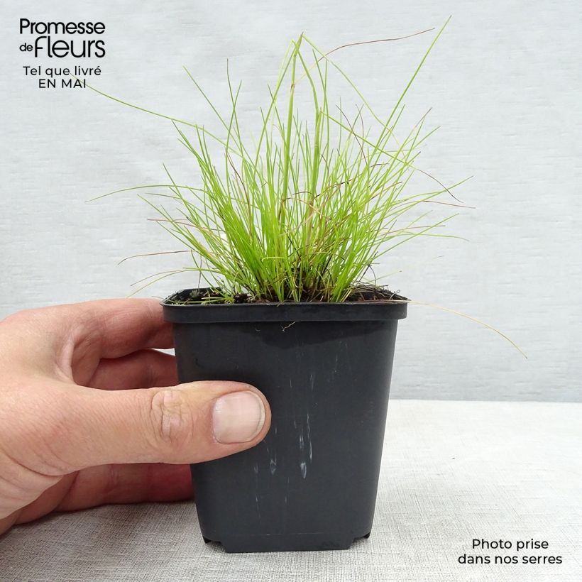Example of Deschampsia flexuosa Tatra Gold Vasetto da 8/9 cm as you get in printemps