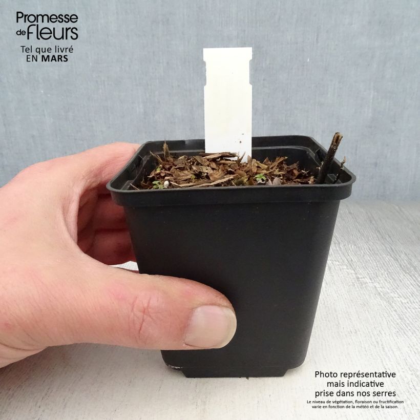 Desmodium nudiflorum Vasetto da 8/9 cm esemplare consegnato in primavera