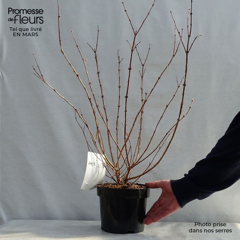 Example of Deutzia Perle Rose Vaso da 3L/4L as you get in printemps