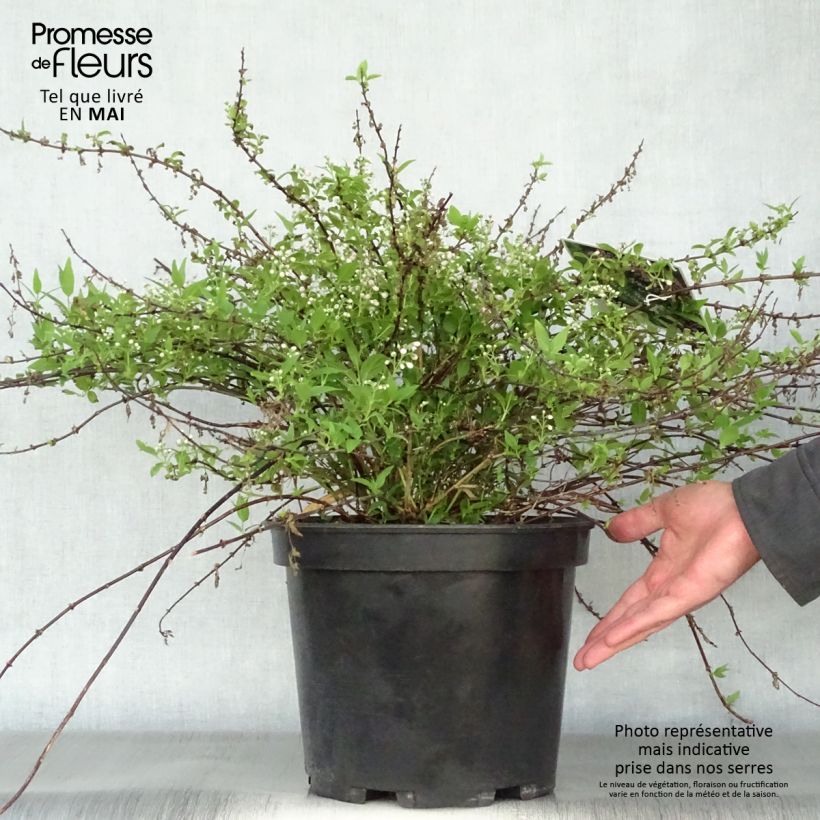 Example of Deutzia Yuki Cherry Blossom Vaso da 7,5L/10L as you get in printemps