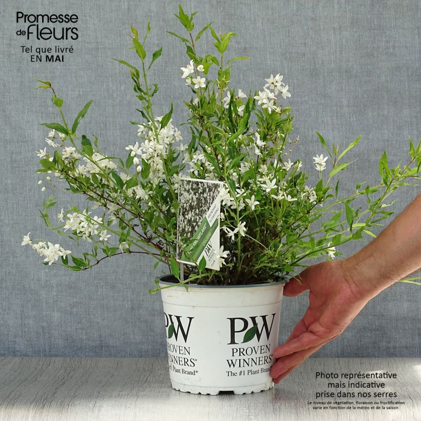 Esemplare di Deutzia Yuki Snowflake Vaso da 2L/3L consegnato in estate