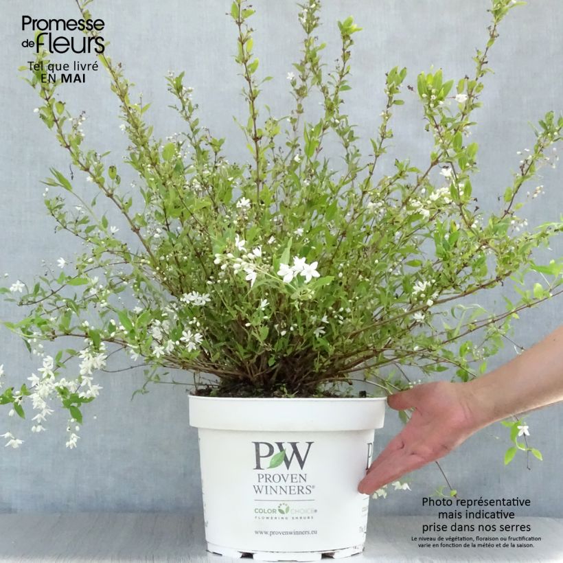 Deutzia Yuki Snowflake Vaso da 7,5L/10L esemplare consegnato in primavera