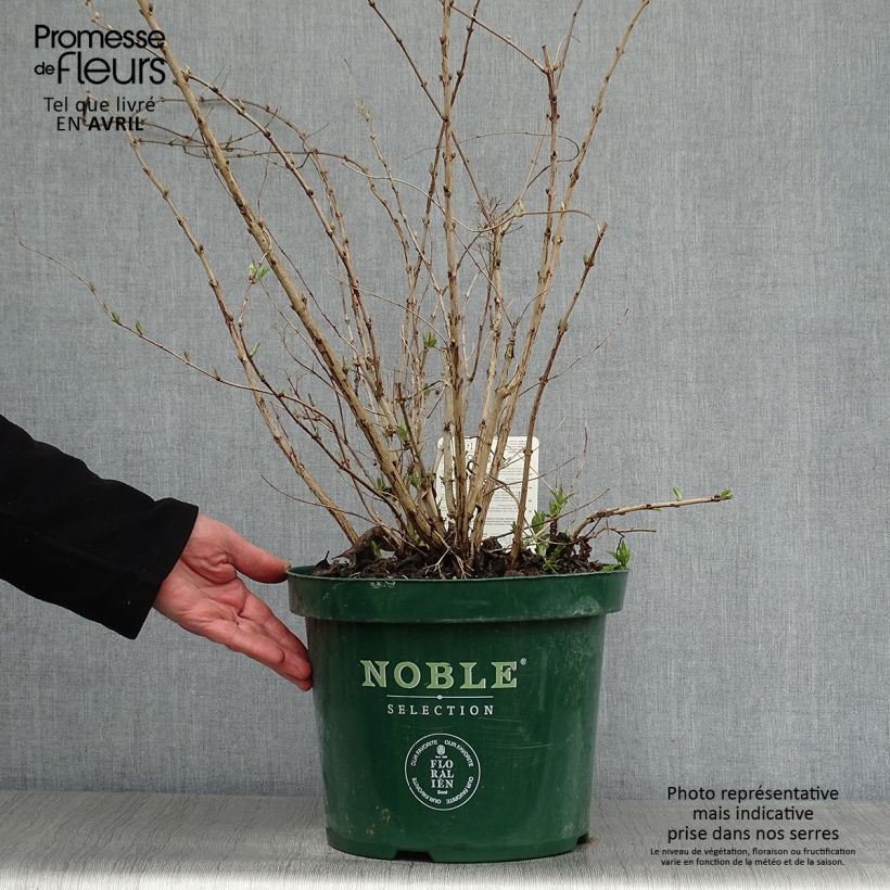 Deutzia compacta Lavender Time Vaso da 7,5L/10L esemplare consegnato in primavera