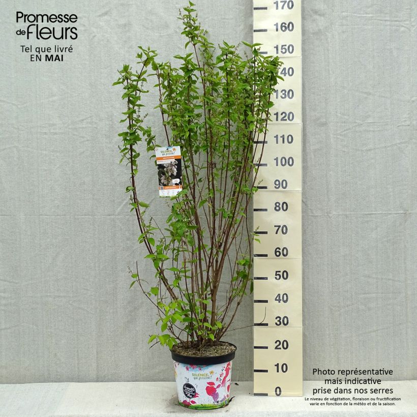 Deutzia crenata Pride of Rochester Vaso da 7,5L/10L esemplare consegnato in primavera