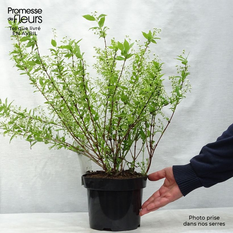 Example of Deutzia gracilis Vaso da 2L/3L as you get in printemps