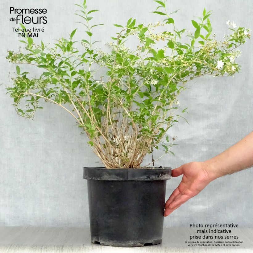 Example of Deutzia gracilis Vaso da 4L/5L as you get in printemps