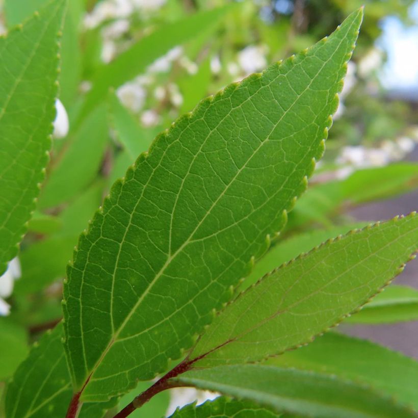 Deutzia gracilis (Foliage)