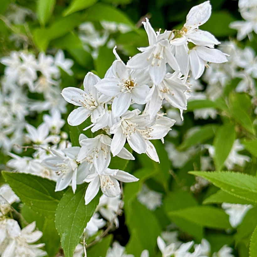 Deutzia gracilis (Flowering)