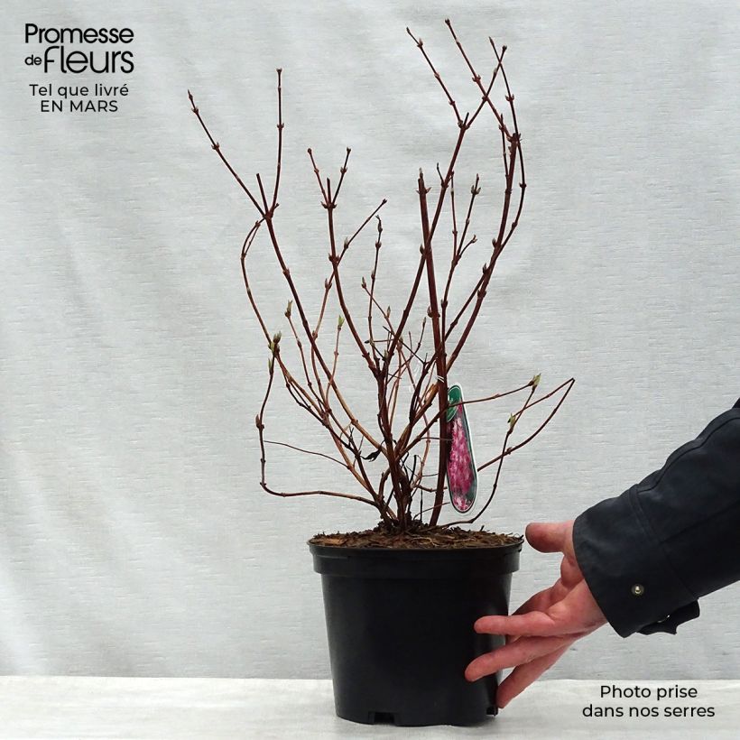 Example of Deutzia Strawberry Fields Vaso da 2L/3L as you get in printemps