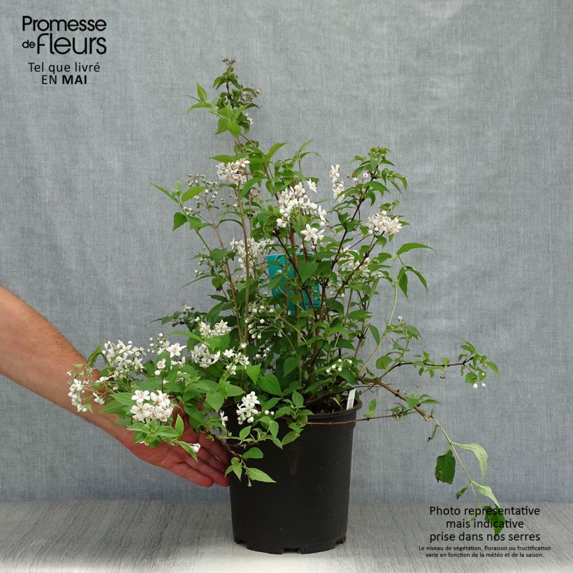 Example of Deutzia Mont Rose Vaso da 7,5L/10L as you get in printemps
