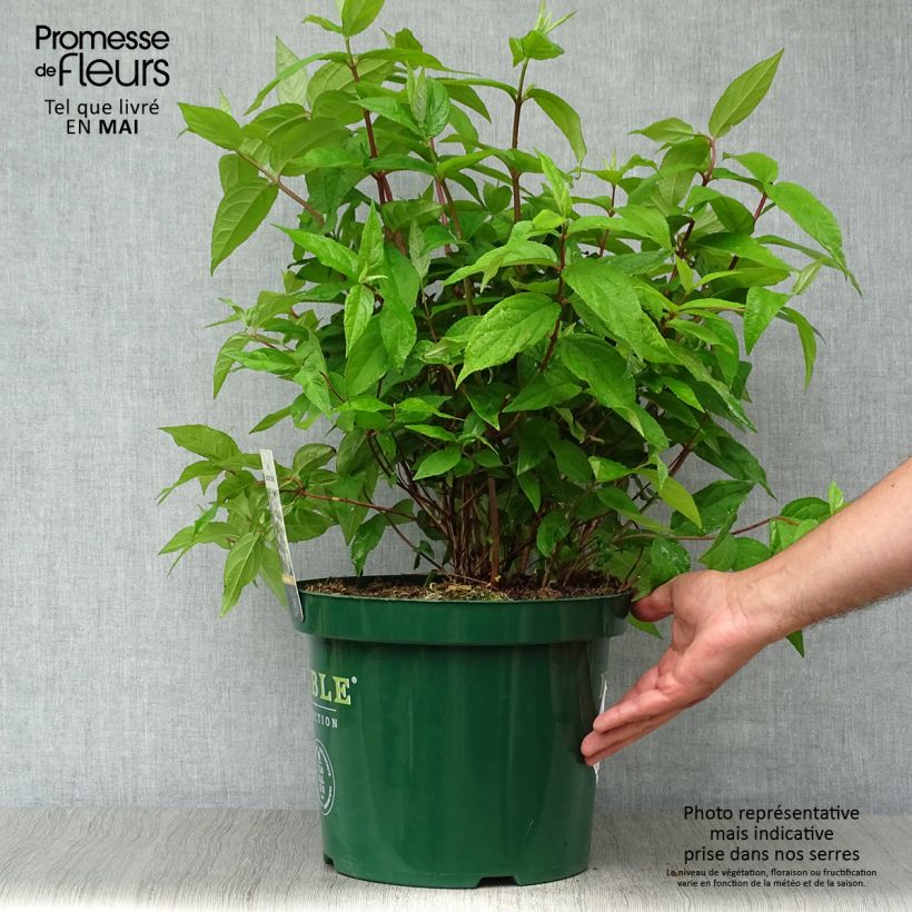 Example of Deutzia Raspberry Sundae Vaso da 7,5L/10L as you get in printemps