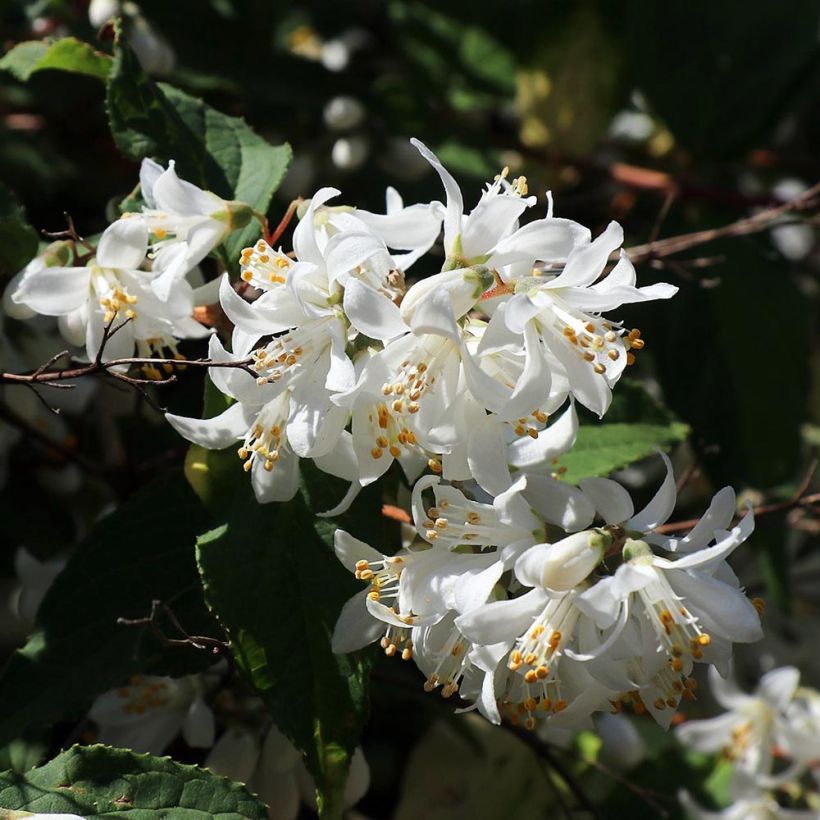 Deutzia magnifica (Fioritura)