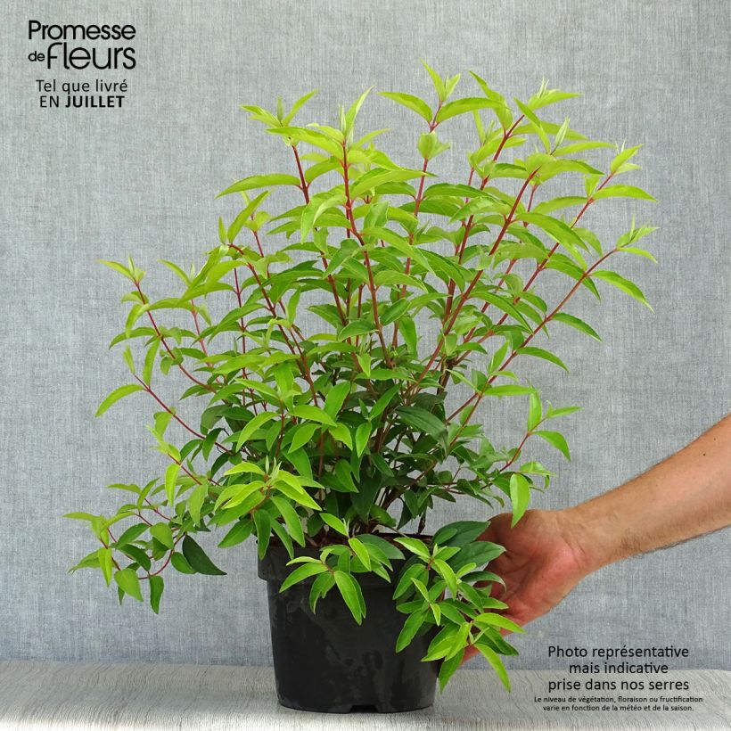 Esemplare di Deutzia pulchra Vaso da 2L/3L consegnato in estate