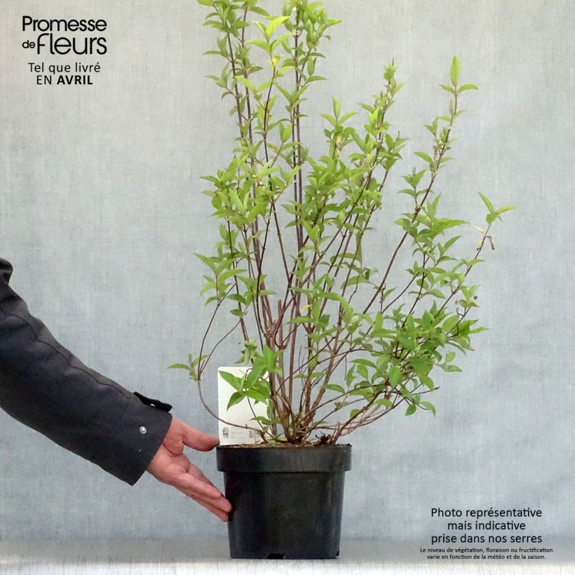 Example of Deutzia pulchra Vaso da 2L/3L as you get in printemps