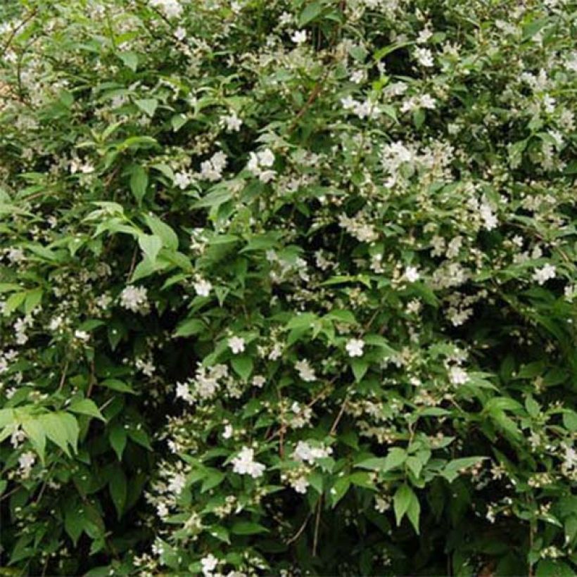 Deutzia rosea Campanulata (Fogliame)