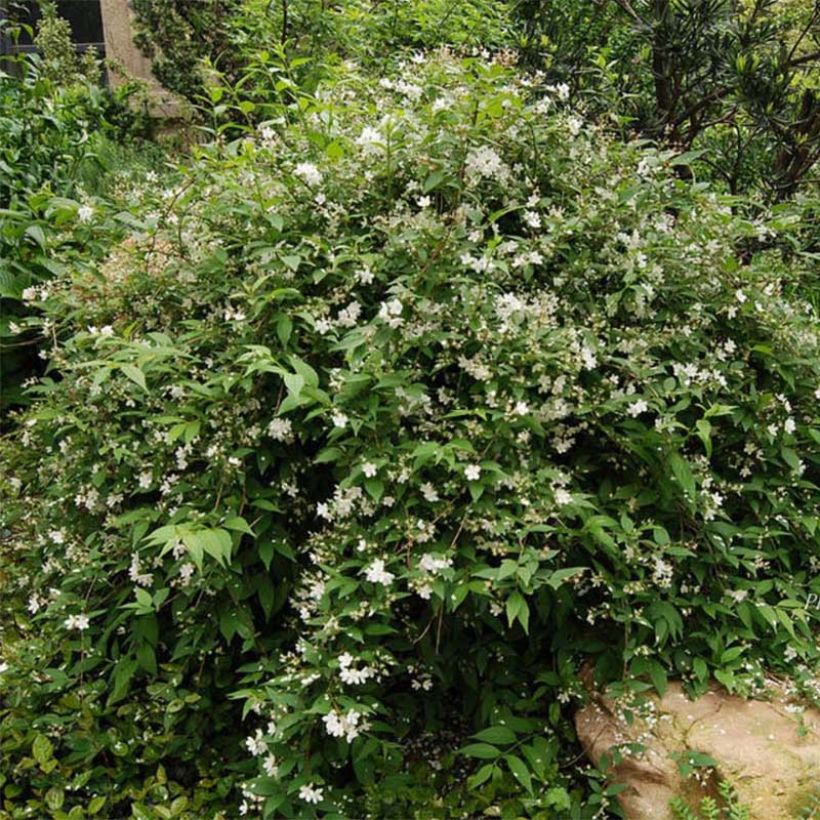 Deutzia rosea Campanulata (Porto)