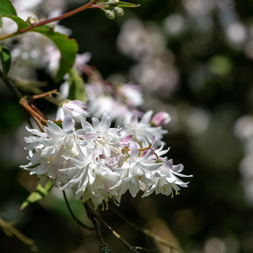 Deutzia scabra Codsall Pink (Fioritura)