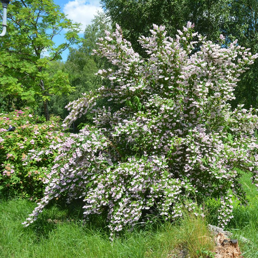 Deutzia scabra Codsall Pink (Porto)