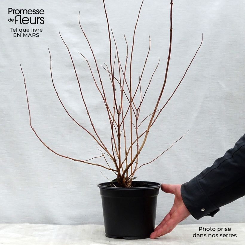 Example of Deutzia scabra Plena Vaso da 2L/3L as you get in printemps