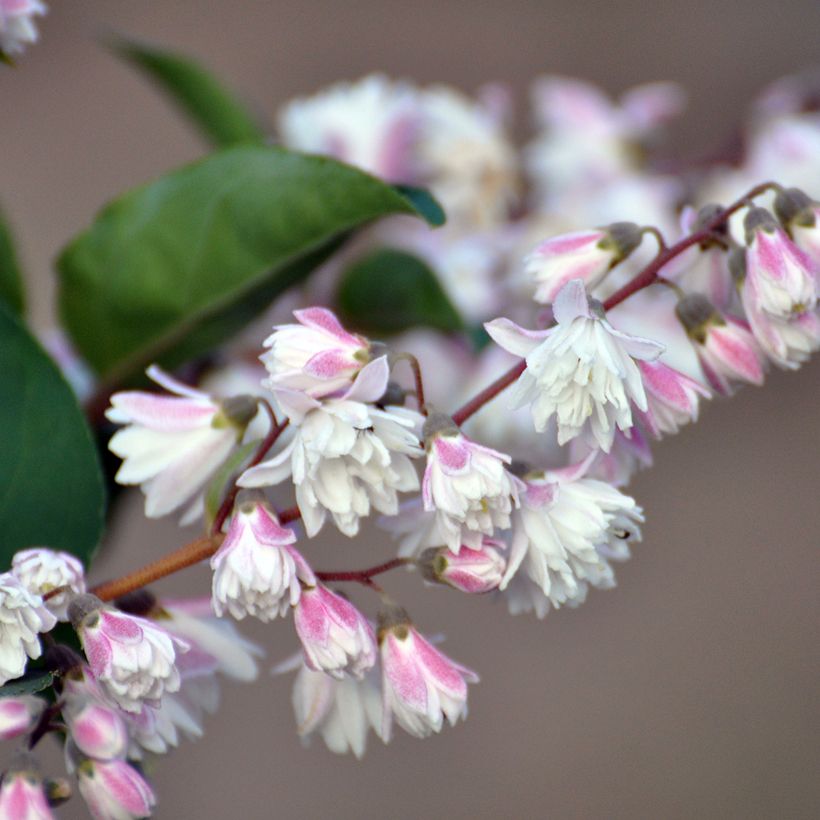 Deutzia scabra Plena (Flowering)