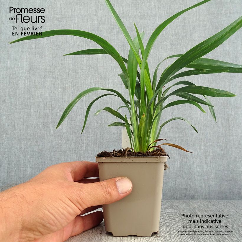 Esemplare di Dianella revoluta Blue Stream Vasetto da 8/9 cm come consegnato in autunno