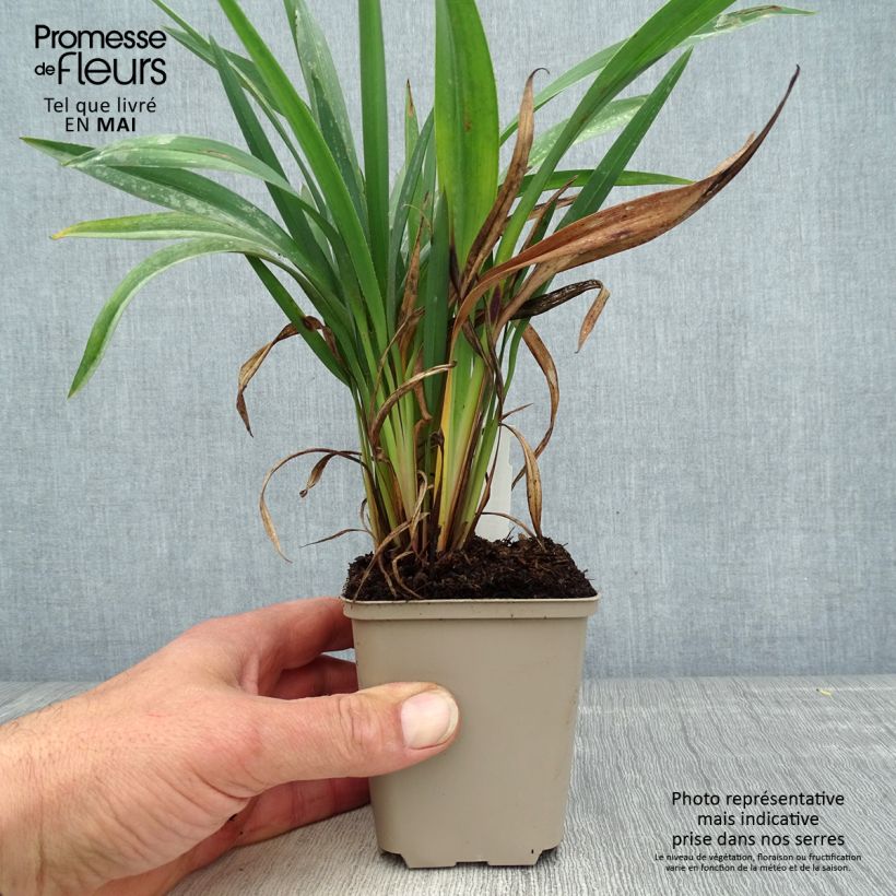 Dianella revoluta Blue Stream Vasetto da 8/9 cm esemplare consegnato in primavera