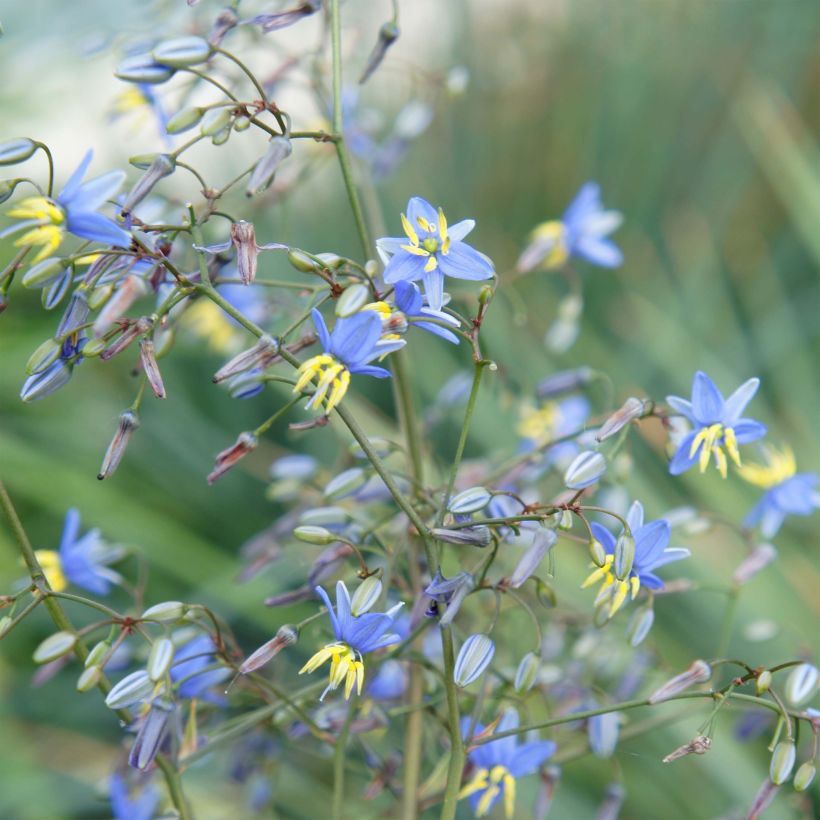 Dianella revoluta Coolvista (Fioritura)