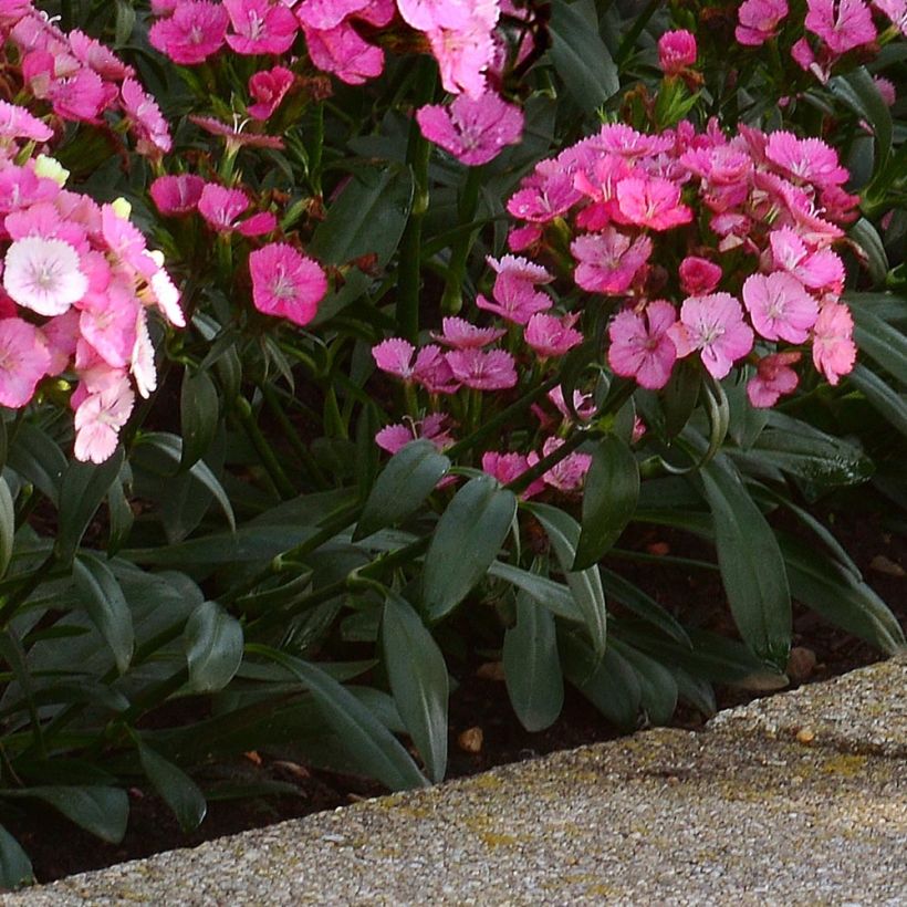 Dianthus barbatus Jolt Pink Magic - Garofano dei poeti (Fogliame)