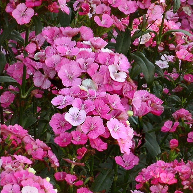 Dianthus barbatus Jolt Pink Magic - Garofano dei poeti (Fioritura)