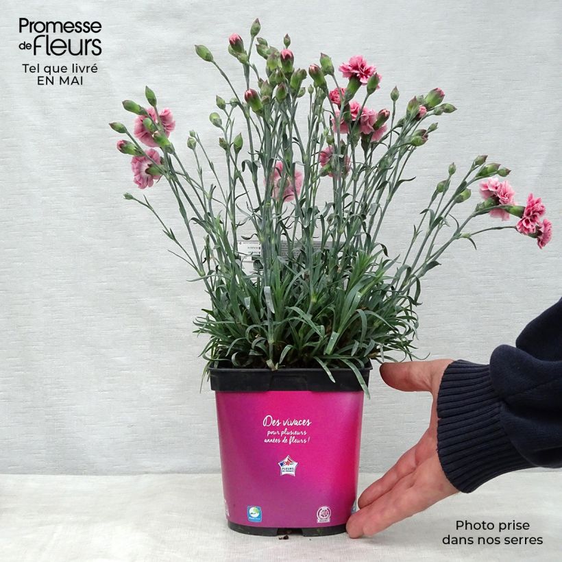 Dianthus plumarius Scent First Sugar Plum - Garofano strisciante Vaso da 2L/3L esemplare consegnato in primavera