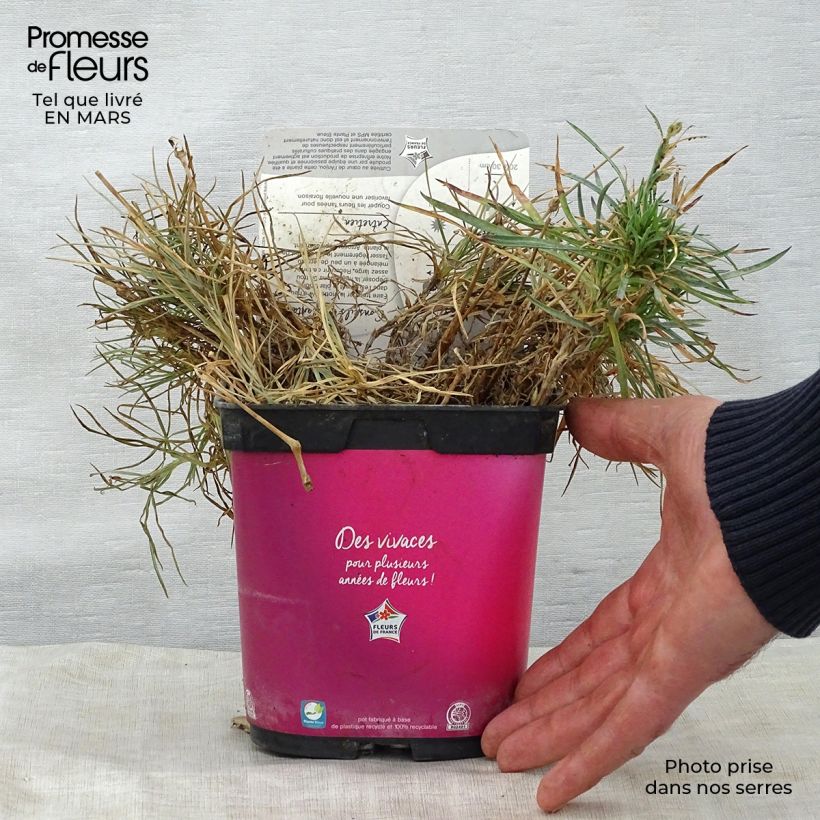 Dianthus plumarius Scent First Tickled Pink - Garofano strisciante Vaso da 2L/3L esemplare consegnato in primavera