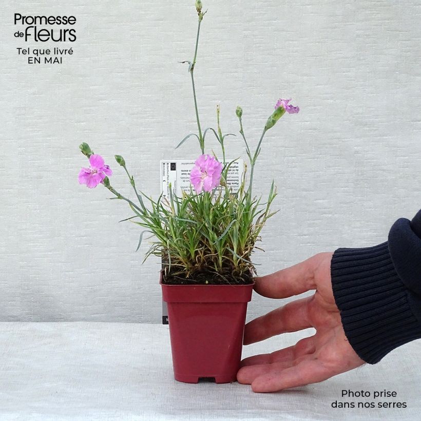 Dianthus plumarius Scent First Tickled Pink - Garofano strisciante Vasetto da 7/8 cm esemplare consegnato in primavera